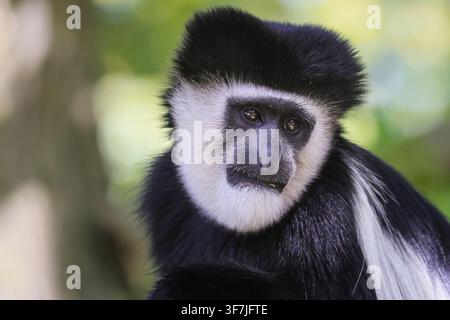 Münster, Germany. 09th Aug, 2026. A mantled guereza (Colobus guereza), dozes on a tree. Whilst humans sweat in the continued heatwave, animals at Allwetterzoo relax and appear to cope very well with the heat, supported and cared for by attentive staff and volunteers. The Münsterland area has not seen significant rainfall in many weeks and temperatures once again reached 32 degrees today. Credit: Imageplotter/Ģ����ý Live News Stock Photo