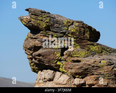 Yellow-green lichen growing on a weathered alpine rock formation at Rock Cut in Rocky Mountain National Park, Colorado. Stock Photo