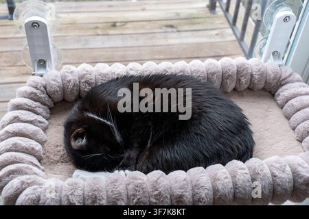 Black cat sleeping peacefully on a soft gray window perch attached with suction cups. Cozy pet resting spot with natural light and outdoor view Stock Photo