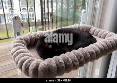 Black and white cat sleeping peacefully curled up on a soft gray plush window perch. Cushioned oval cat bed is attached to the glass with suction cups Stock Photo