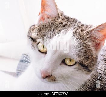 Close-up of a tabby cat with striking yellow eyes. White fur contrasts with gray stripes on face and ears. Soft focus background highlights feline cal Stock Photo