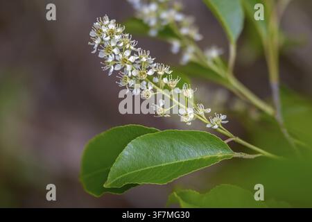 American grape cherry, Prunus serotina, rosaceae, rose family, late blooming grape cherry, grape cherry, black cherry, flora, mountain black cherry, p Stock Photo