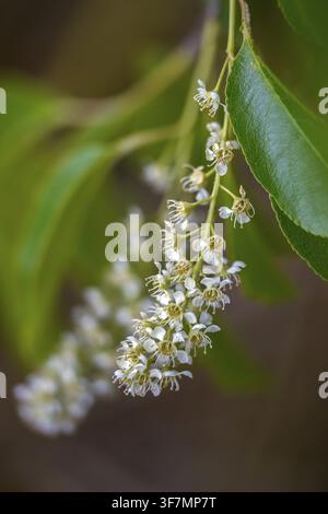 American grape cherry, Prunus serotina, rosaceae, rose family, late blooming grape cherry, grape cherry, black cherry, flora, high size, portrait form Stock Photo