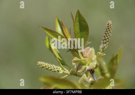 American grape cherry, Prunus serotina, rosaceae, rose family, late blooming grape cherry, grape cherry, black cherry, flora, mountain black cherry, p Stock Photo