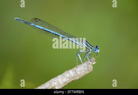 Blue feather dragonfly, common feather dragonfly, Platycnemis pennipes, white-legged damselfly, damselflies, dragonflies, insects, dragonflies, males Stock Photo