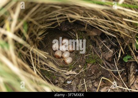 Erithacus rubecula, robin, robins, birds, breed, brood, clutch, eggs, nest, passeri, songbirds, birds Stock Photo