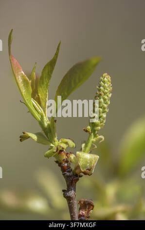 American grape cherry, Prunus serotina, rosaceae, rose family, late blooming grape cherry, grape cherry, black cherry, flora, high size, portrait form Stock Photo