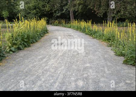 Gravel path leading through a park with tall yellow flowers lining its sides, Bottrop, NRW, Germany Stock Photo