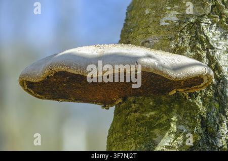 Birch Porling, Birch Sponge, Birch Tongue, Fomitopsis Betulina, Piptoporus Betulinus, Birch Bracket, Birch Polypore, Fungus, Mushrooms, Porling, Razor Stock Photo