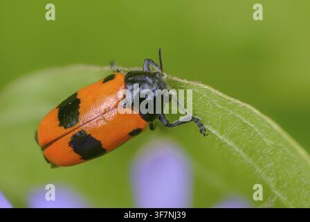 Ant sack beetle, ant bag beetle, Clytra laeviuscula, willow clytra, beetle, coleoptera, insects, beetles Stock Photo