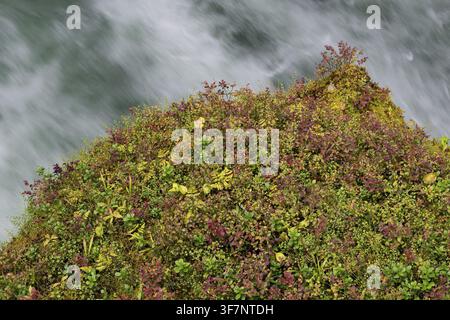 Fast-flowing water, mountain stream, overgrown ledge, Ovstestolbrua, long exposure, Valldal, Norway Stock Photo