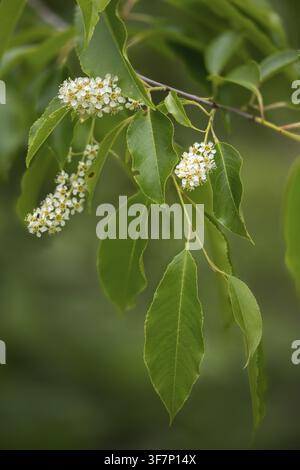 American grape cherry, Prunus serotina, rosaceae, rose family, late blooming grape cherry, grape cherry, black cherry, flora, high size, portrait form Stock Photo