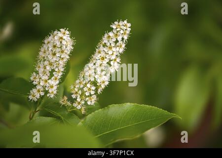American grape cherry, Prunus serotina, rosaceae, rose family, late blooming grape cherry, grape cherry, black cherry, flora, mountain black cherry, p Stock Photo
