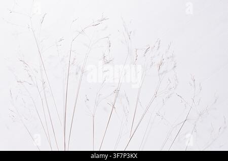 Elegant fracile dry fluffy grass straw on white wood board, top view, pattern. Stock Photo
