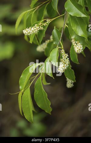 American grape cherry, Prunus serotina, rosaceae, rose family, late blooming grape cherry, grape cherry, black cherry, flora, high size, portrait form Stock Photo