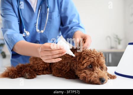 Veterinarian applying ear drops to a small brown poodle dog during a routine check-up at a veterinary clinic, the dog lies calmly on a white surface d Stock Photo