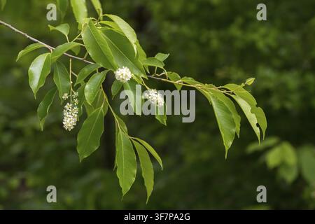 American grape cherry, Prunus serotina, rosaceae, rose family, late blooming grape cherry, grape cherry, black cherry, flora, mountain black cherry, p Stock Photo