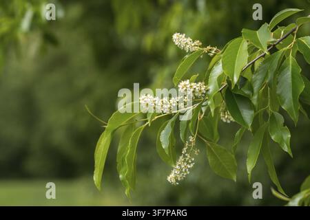 American grape cherry, Prunus serotina, rosaceae, rose family, late blooming grape cherry, grape cherry, black cherry, flora, mountain black cherry, p Stock Photo