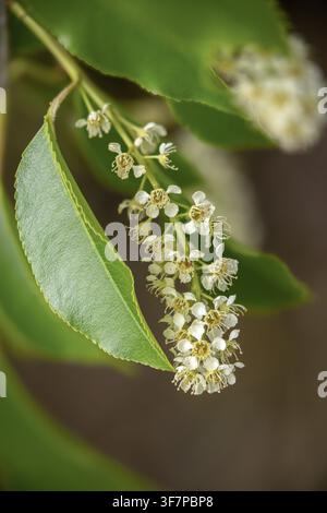 American grape cherry, Prunus serotina, rosaceae, rose family, late blooming grape cherry, grape cherry, black cherry, flora, high size, portrait form Stock Photo