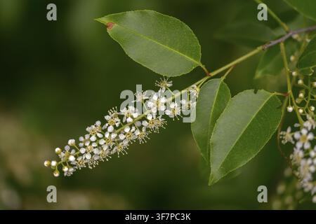 American grape cherry, Prunus serotina, rosaceae, rose family, late blooming grape cherry, grape cherry, black cherry, flora, mountain black cherry, p Stock Photo
