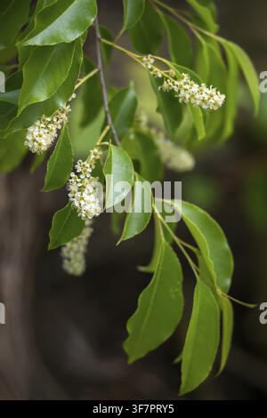 American grape cherry, Prunus serotina, rosaceae, rose family, late blooming grape cherry, grape cherry, black cherry, flora, high size, portrait form Stock Photo