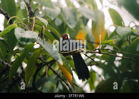 A Chestnut-breasted malkoha looking down from a perch amongst large, broad green leaves and slender branches in a rainforest canopy. Stock Photo