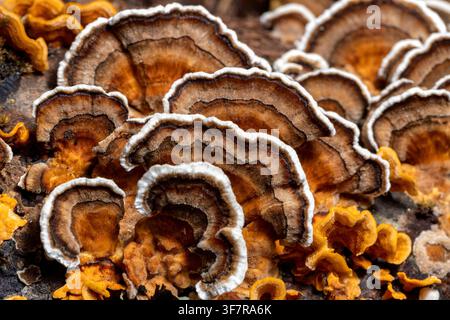 Colorful Turkey Tail Fungus (Trametes versicolor) growing on decaying hardwood - Brevard, North Carolina, USA Stock Photo