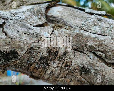 A close up view shows dry, deeply cracked tree bark peeling back from weathered brown wood underneath. Stock Photo