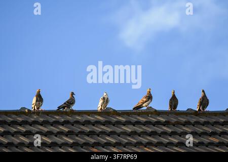 Six pigeons perch calmly on a tiled roof. Blue sky with soft clouds forms a serene backdrop. Sunlight glints off their feathers, casting gentle shadow Stock Photo