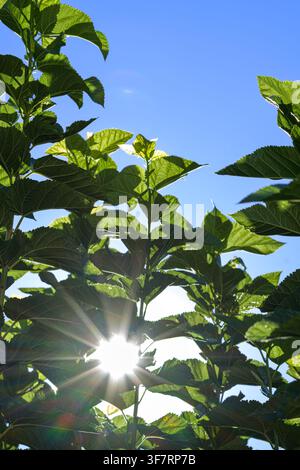 Sunlight pierces through lush green leaves. Blue sky forms a vivid backdrop. Bright rays glow softly from behind foliage. Nature's quiet beauty shines Stock Photo