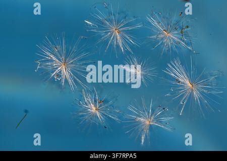 Delicate seeds float gently on clear blue water. Tiny, feathery structures radiate from each seed head. They drift with calm, effortless motion. Natur Stock Photo