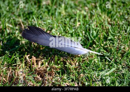 Single gray feather rests gently on vibrant green grass. Sunlight glows softly across the blade tips and feather. Natural texture contrasts soft feath Stock Photo