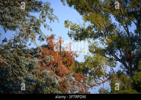 Sunlight filters through autumn trees against a clear blue sky. One tree shows vibrant orange leaves, contrasting with green foliage. Branches frame t Stock Photo