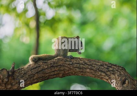 Small grey squirrel sits on a rough wooden branch in a lush green forest while it eats a piece of food held in its paws. Stock Photo