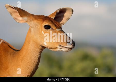 Close-up portrait of a female nyala antelope (Tragelaphus angasii), South Africa Stock Photo