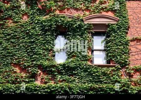 Boston Ivy, Japanese Creeper  (Parthenocissus tricuspidata) surrounding the windows on a masonry brick wall. An invasive plant in some parts of North Stock Photo