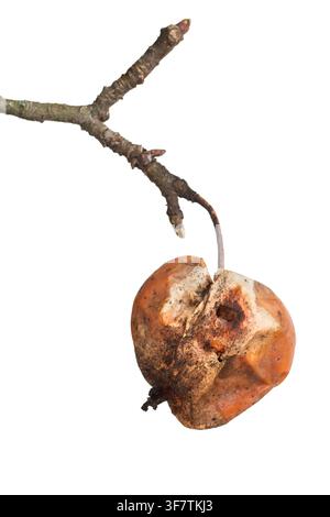 A rotten apple hangs on a branch. Rotten apple on a white background. Stock Photo
