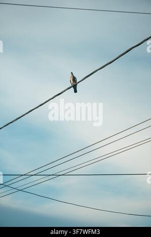 A single pigeon perched high on a diagonal power line against a soft gradient blue and white sky with crisscrossing wires. Selective focus. Stock Photo