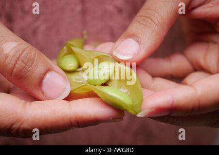 Holding fresh green beans in hands Stock Photo