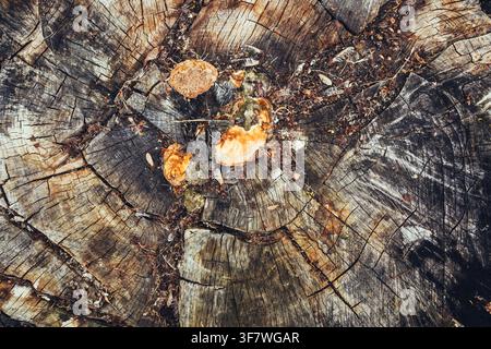 A close-up of an aged tree stump with orange mushrooms growing among cracked growth rings and weathered wood texture, evoking natural decay, time, and Stock Photo