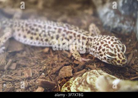 Leopard gecko resting on wood chip substrate in terrarium. Small spotted lizard as exotic reptile pet for terrarium hobbyists. Wildlife photography of Stock Photo