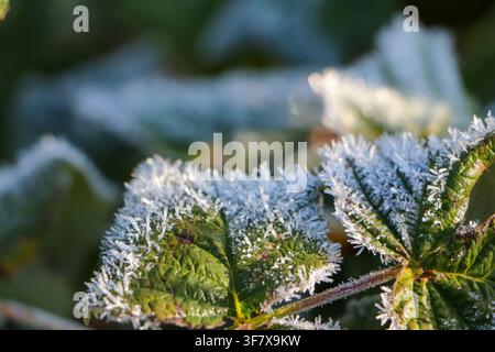 Frost Covered Green Leaves With Delicate Ice Crystals Stock Photo