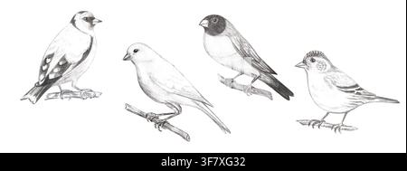 Hand drawn detailed graphite pencil sketch of realistic finch, goldfinch, canary and siskin birds. Isolated hand painted monochrome illustration colle Stock Photo