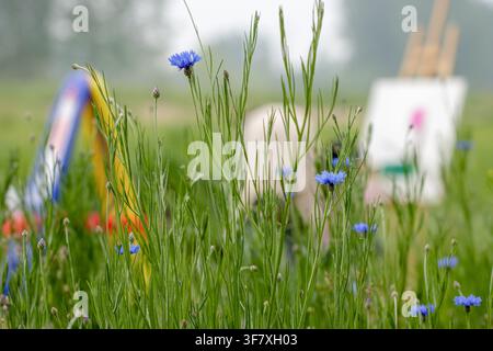 Close up of blue cornflowers in a meadow with blurred people painting in the background. Stock Photo