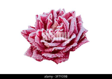Rose covered with hoarfrost isolated on white Stock Photo