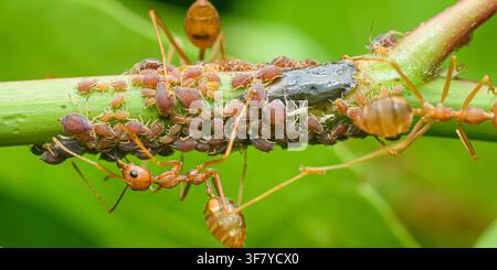 Red ants tending a colony of aphids on a green plant stem, collecting honeydew in a symbiotic relationship. Thailand photography, no generative ai Stock Photo