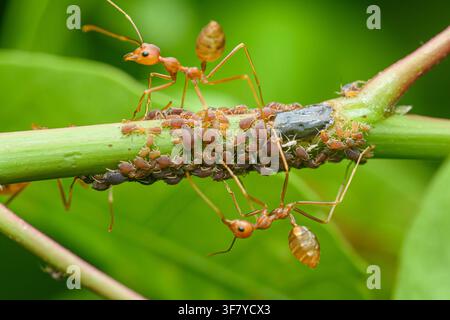 Red ants nurturing a colony of brown aphids on a plant branch. Symbiotic relationship between insects. Thailand photography, no generative ai Stock Photo
