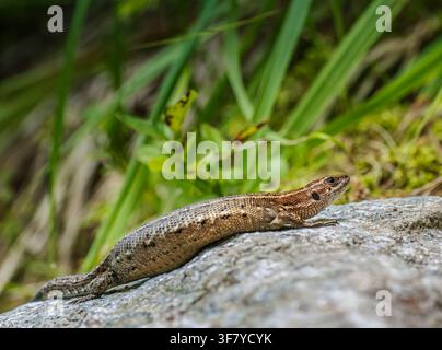 A brown lizard basks on a sunlit rock surrounded by green grass and moss, showing detailed scales and natural camouflage in its wild outdoor habitat Stock Photo