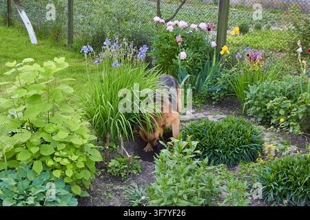 police dog digs a hole in the garden, finding a dog Stock Photo