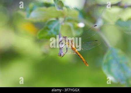 Black Meadowhawk dragonfly insect sitting on the leaves of a green tree Stock Photo